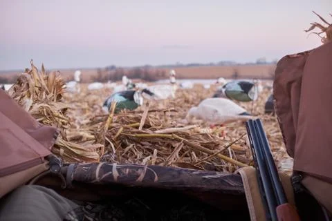 Hunter looking out of a hide at decoy waterfowl Stock Photos