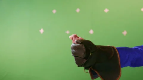 Hunter lures tamed bird with piece of yummy piece of meat Stock Footage 229725064