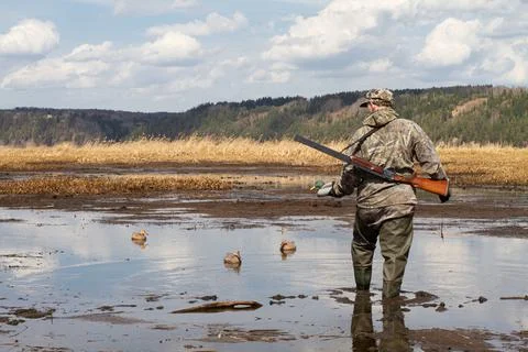 A hunter makes a placement of duck decoy on a muddy lake Stock Photos