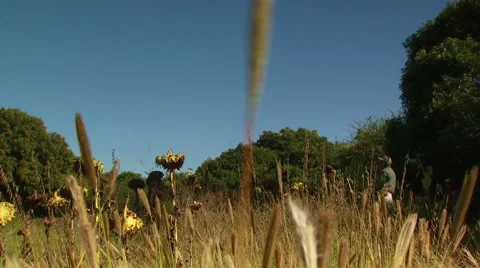 Hunter observing while dove hunting Stock Footage 54591697