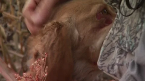 Hunter petting dogs in ranch Stock Footage 54593779