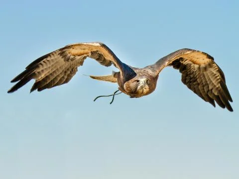 This is a hunter Stock Photos