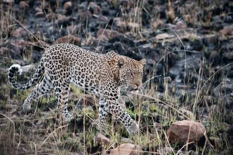 The Hunter Foto stock