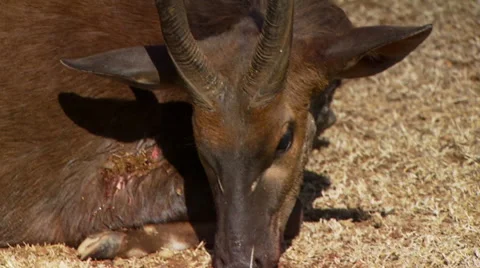 Hunter posing with dead animal Stock Footage 54591328