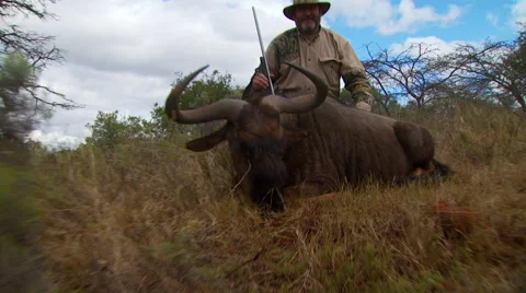 Hunter posing with dead wildebeest Stock Footage 54591351