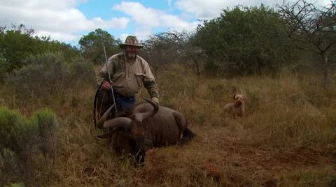 Hunter posing with dead wildebeest Stock Footage 54591355