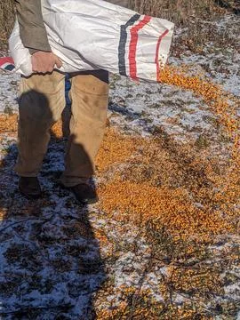 Hunter pouring corn bait from a large white bag onto a snowy winter field 스톡 사진