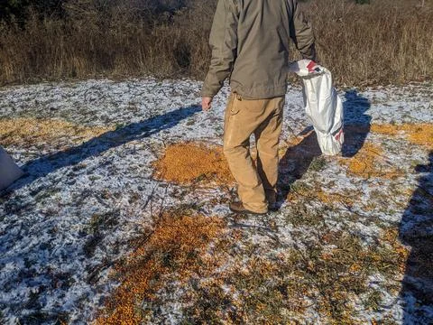 Hunter pouring corn bait from a large bag onto a snowy field in winter Foto stock