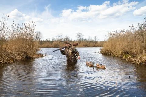 The hunter pulls the tied plastic dummy ducks Stock Photos
