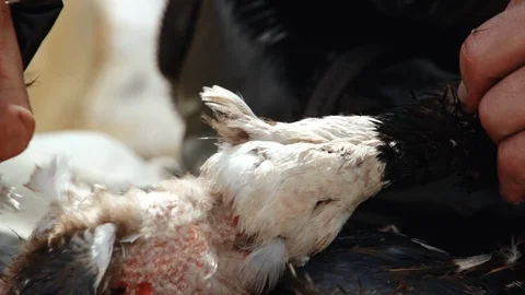 Hunter shot wild duck, found carcass and plucked feathers and fluff from it Stock Footage 128806490