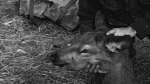 Hunter Shows Deer Head Vídeo Stock 61549341