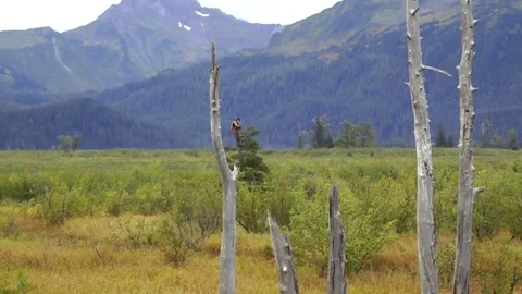 Hunter standing over branch of the tree 库存影片 83183382