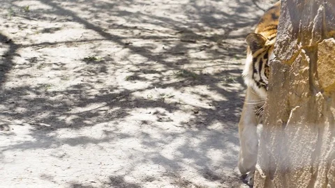 The hunter steps on the path Stock Footage 91399927