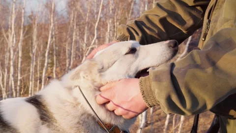 A hunter strokes his dog on top of a mountain. Dog in collar with GPS. Video stock 239993953