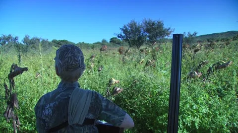 Hunter taking aim and shooting while dove hunting Stock Footage 54591627