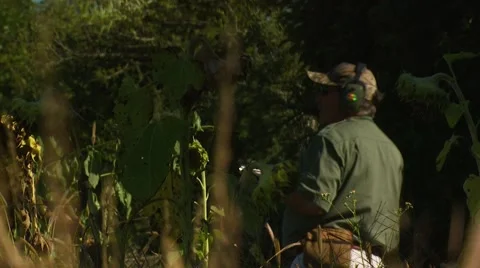 Hunter taking aim and shooting while dove hunting Stock Footage 54591693