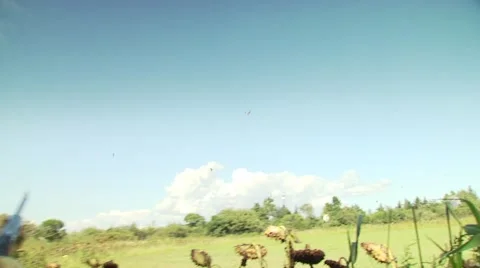 Hunter taking aim and shooting while dove hunting Stock Footage 54591738