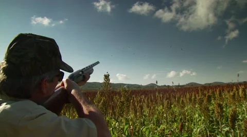 Hunter taking aim and shooting while dove hunting Stock Footage 54591831