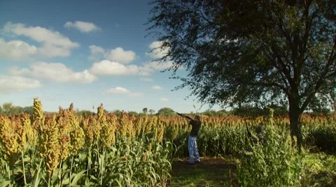 Hunter taking aim and shooting while dove hunting Stock-Footage 54591838