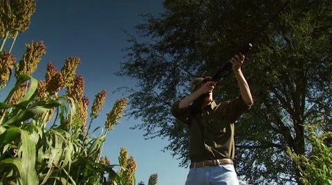 Hunter taking aim and shooting while dove hunting Stock Footage 54591846