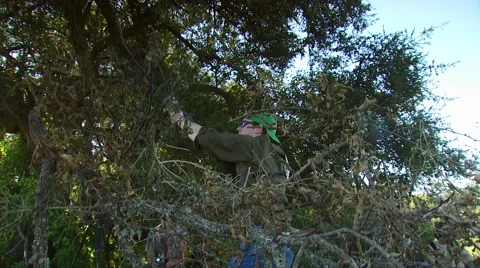 Hunter taking aim and shooting while dove hunting Stock Footage 54591884