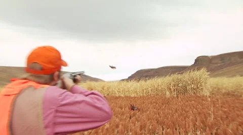 Hunter taking aim and shooting on pheasant while hunting Stock Footage 54593645