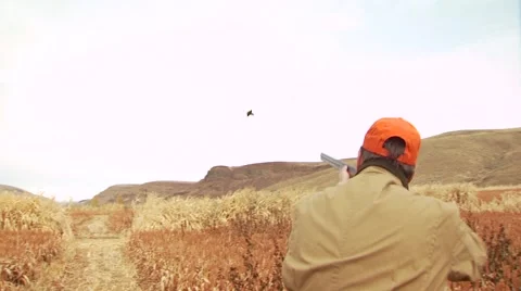 Hunter taking aim and shooting on pheasant while hunting Stock Footage 54593656