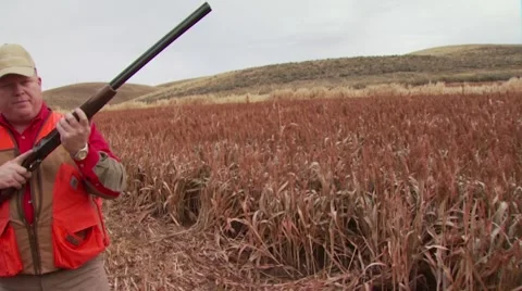 Hunter taking aim and shooting on pheasant while hunting Stock-Footage 54593807