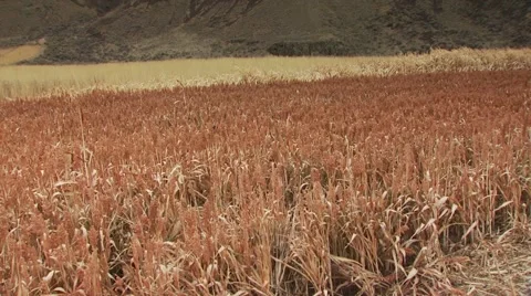 Hunter taking aim and shooting on pheasant while hunting Stock Footage 54593905