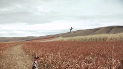 Hunter taking aim and shooting on pheasant while hunting Stock Footage 54593909