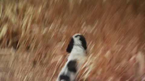 Hunter taking aim and shooting on pheasant while hunting Stock-Footage 54593914