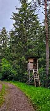 Hunter tower or watch post on the forest path in the Black Forest Schwarzwald in Stock Photos