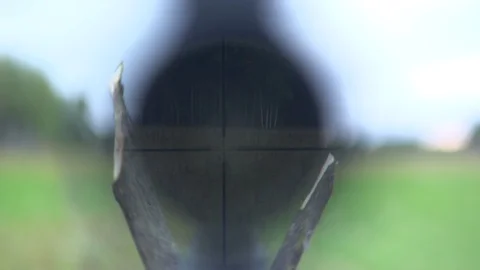 Hunter tracks down prey, optical sight on rifle, crosshair, optical, hunting Stock Footage 128801154