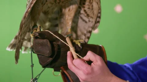 Hunter untangles and takes small mail note from trapped hawk Stock Footage 229723216