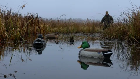Hunter walk throut duck dummies in the water Stock Footage 100629430