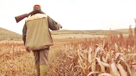 Hunter walking with dogs in ranch for pheasant hunting Stock Footage 54593772