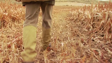 Hunter walking with dogs in ranch for pheasant hunting Stock Footage 54593774