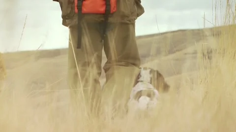 Hunter walking with dogs in ranch for pheasant hunting Stock Footage 54593868