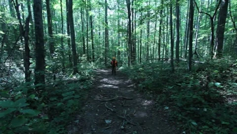 Hunter walking on path in woods towards camera(HD) c Stock Footage 8655491