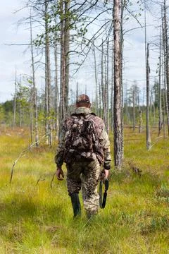 Hunter walking in the swamp pine forest Stock Photos