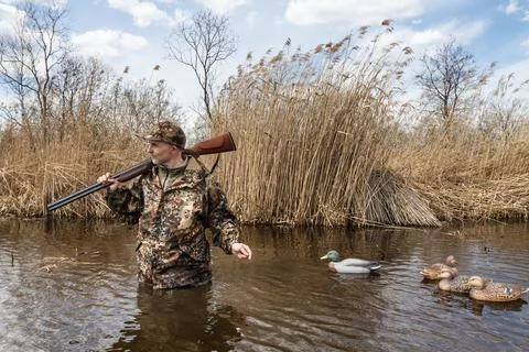 The hunter walks in the water and drives plastic decoys for ducks Stock Photos