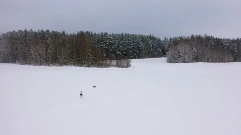 A hunter in white camouflage during the winter hunting season. Stock Footage 148333393