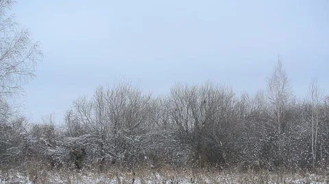 Hunter in the winter forest with a dog Stock Footage 43308523