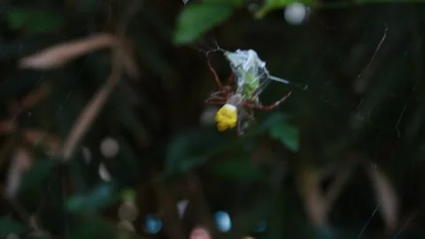 Hunter Yellow Spider Stock Footage 241519385