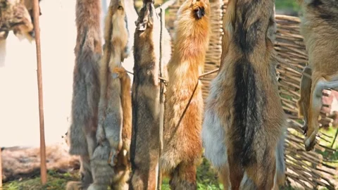 Hunters display captured game hanging on wooden pins in a rural outdoor setting. Видео 345030954
