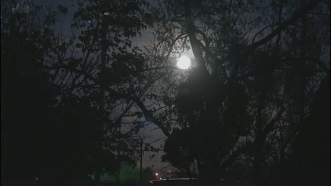 Hunter's Full Moon Cat Walking on Fence Shadowed Halloween Time Night Video stock 163418096