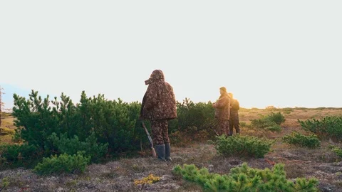 Hunters hide behind a cedar bush watching prey Stock Footage 117396511
