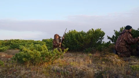 Hunters hide behind a cedar bush watching prey Stock Footage 117396544