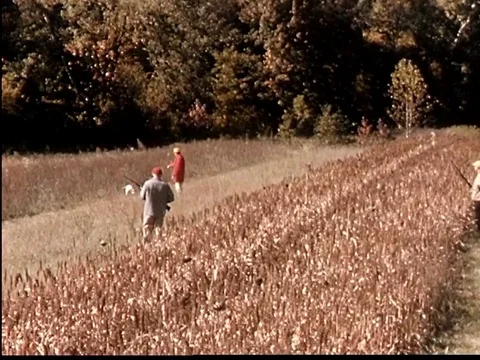 Hunters hunt in recreational fields with the help of hunting dog - 1950 Stock Footage 107361897