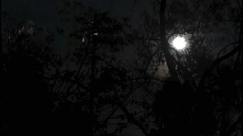 Hunter's Moon Full Time Lapse Creepy Trees Night Stock Footage 163418039